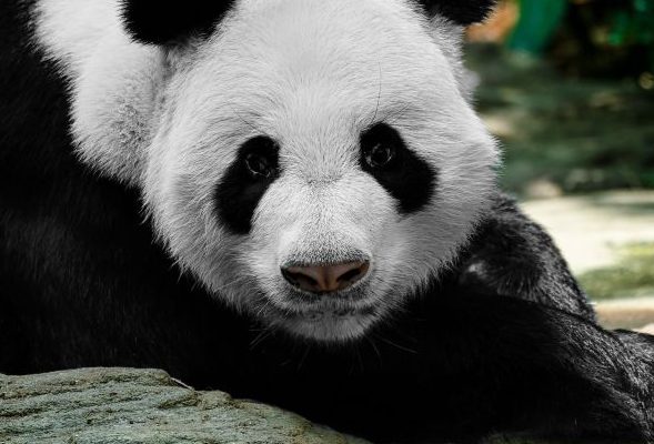 Kill the Panda! Warum wir die falschen Tiere schützen