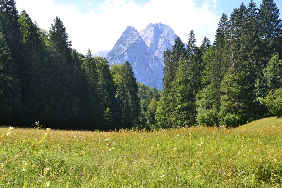 Weide, Wald und Berge in Bayern. (Symbolbild: Matthias Frank)