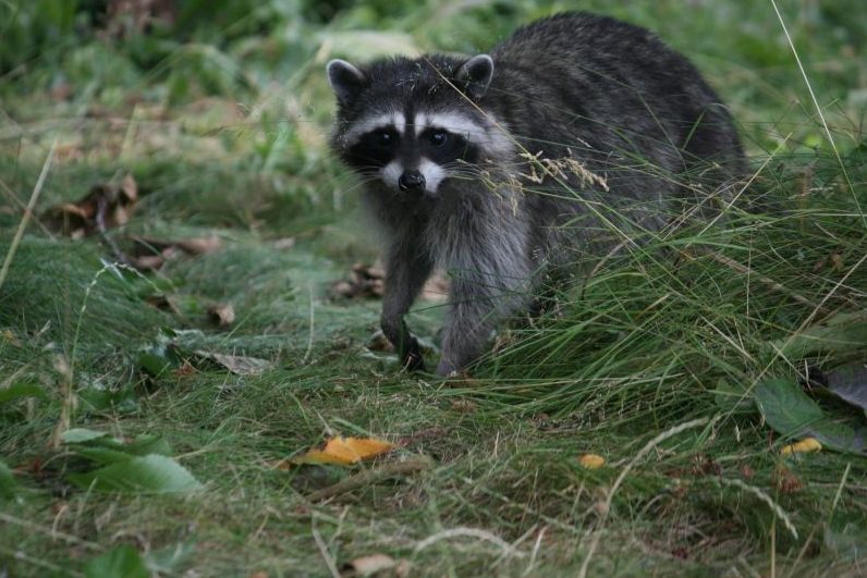 Invasive Arten richten so viel Schaden an wie Naturkatastrophen
