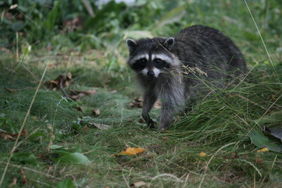 Auch der Waschbär ist eine invasive Art, die schon sehr viel Schaden angerichtet hat. (Symbolbild: Karen Ewald)