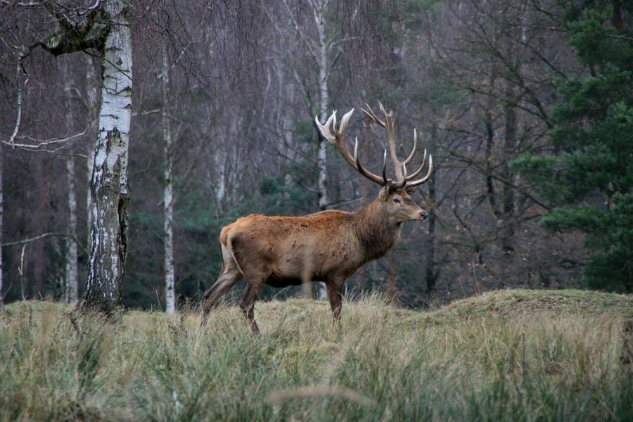 Ein Hirsch. (Symbolbild: E. Schaarschmidt)