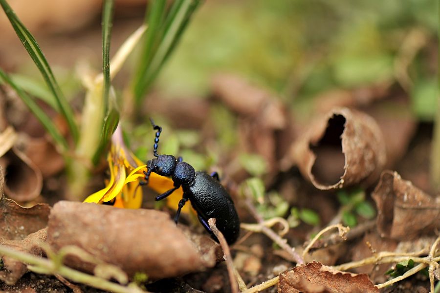 Ein Schwarzblauer Ölkäfer. (Foto: Schwarzblauen Ölkäfer)