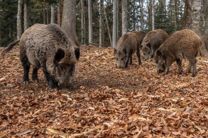 Landesweite ASP-Tierseuchenübung in Baden-Württemberg