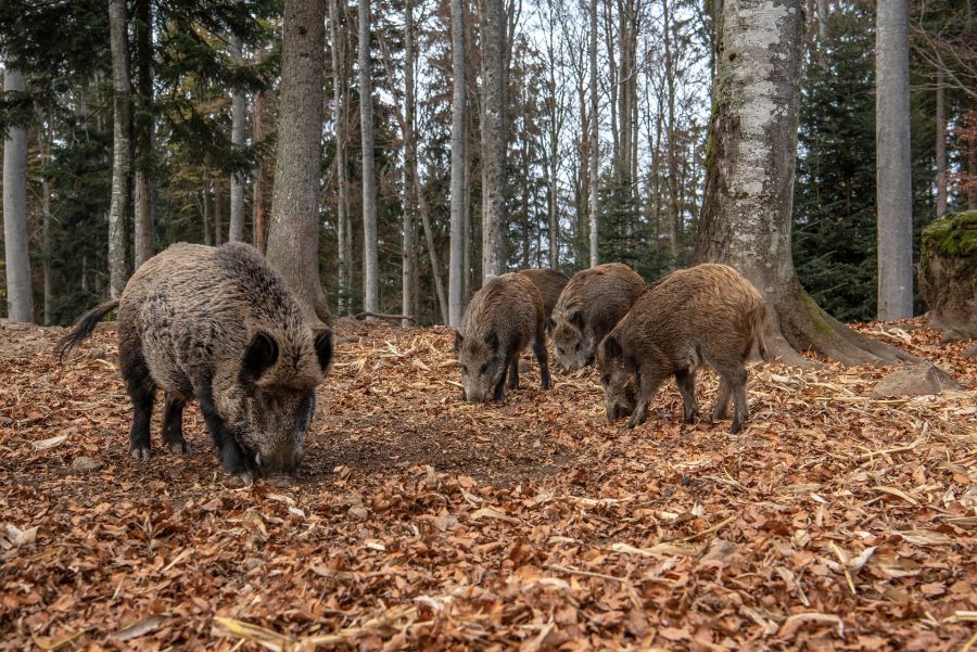 Wildschweine in einem Wald. (Symbolbild: Eszter Miller)