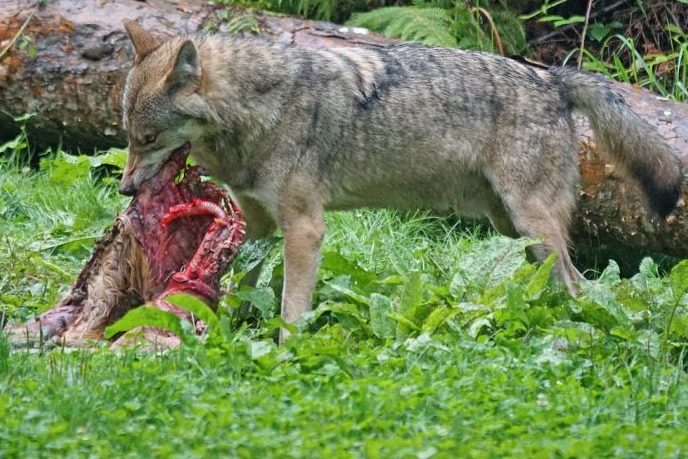 Wolf reißt Reh im Landkreis Böblingen