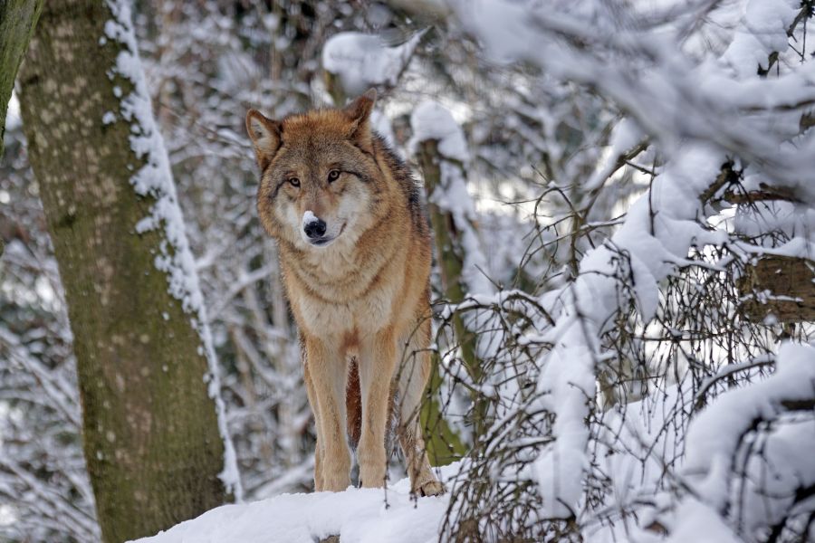 Da war es nur noch einer: Ein Wolf im Schnee. (Symbolbild: Marcel Langthim)