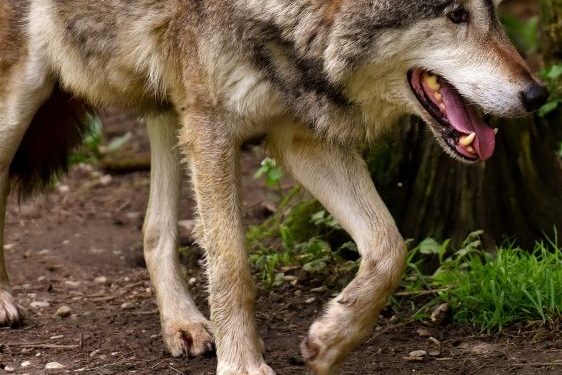 Neue Wolfsnachweise in Nordrhein-Westfalen