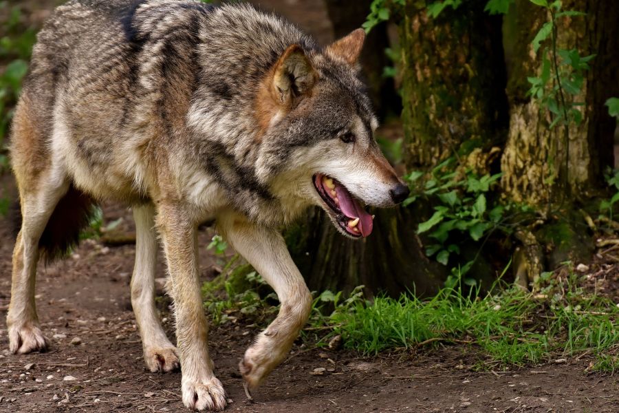 Ein Wolf. (Symbolbild: Alexas_Fotos)