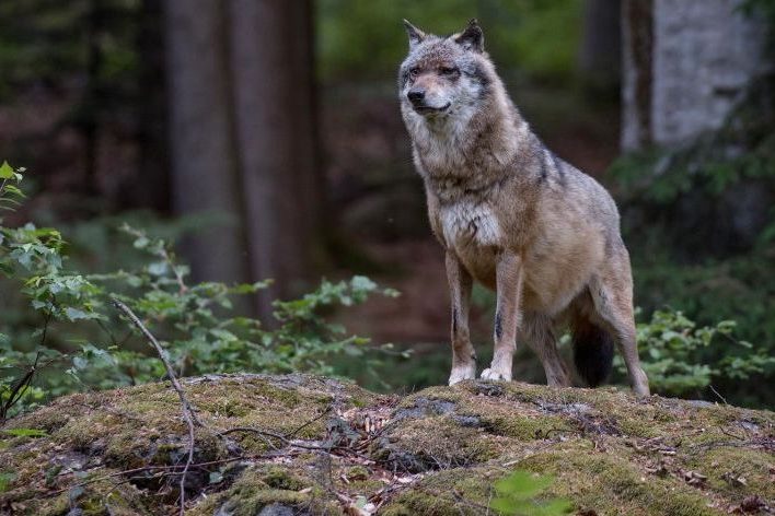 Wölfe in NRW: Wolfsnachweis im Kreis Euskirchen