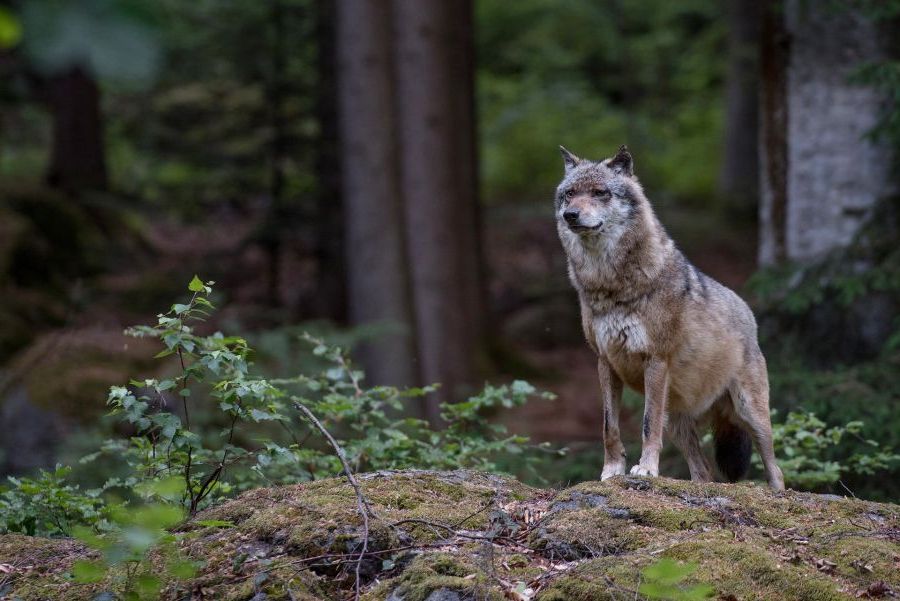 Ein Wolf auf einem Felsen. (Symbolbild: Eszter Miller)