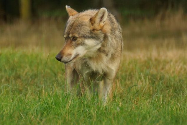 Neues Wolfsterritorium im Westmünsterland bestätigt
