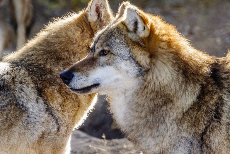 DBV veranstaltet Wolfsgipfel