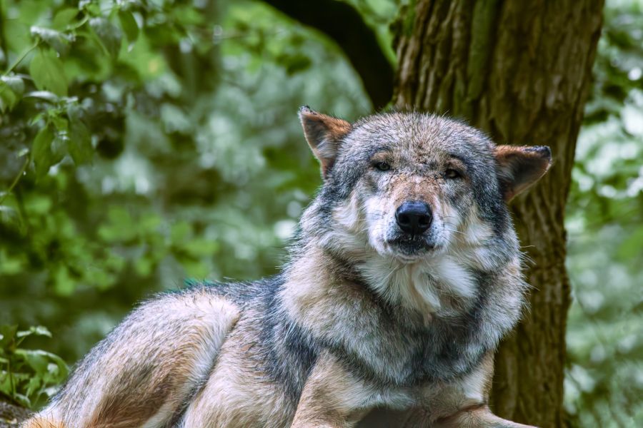 Ein in einem Waldstück liegender Wolf. (Symbolbild: Heino Schliep)