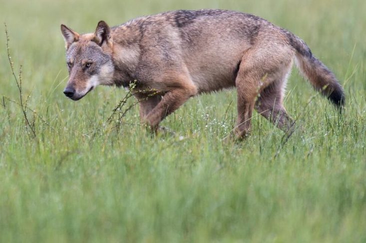 Verbände fordern die Entnahme von Problemwölfen und eine Reduzierung des Wolfsbestandes. (Quelle: Rolfes/DJV)