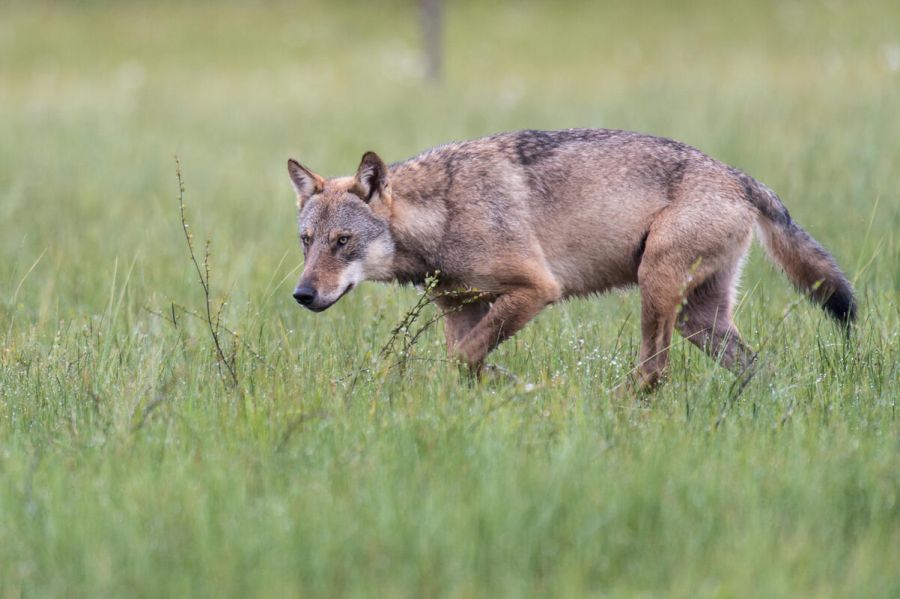 Verbände fordern die Entnahme von Problemwölfen und eine Reduzierung des Wolfsbestandes. (Quelle: Rolfes/DJV)