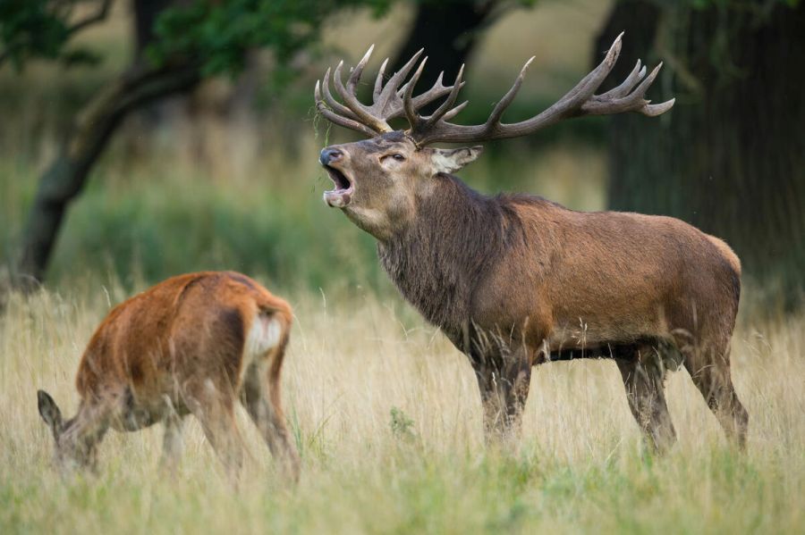 Jagdverbände fordern einen Rotwildwegeplan, um eine genetisch überlebensfähige Population zu sichern. (Quelle: Rolfes/DJV)