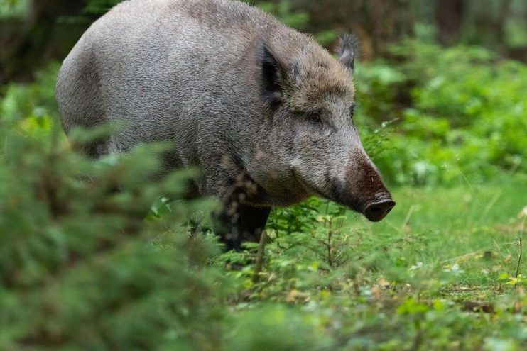 Jagdverbände kritisieren den Einsatz von Saufängen in Hamburg. (Quelle: Grell/DJV)
