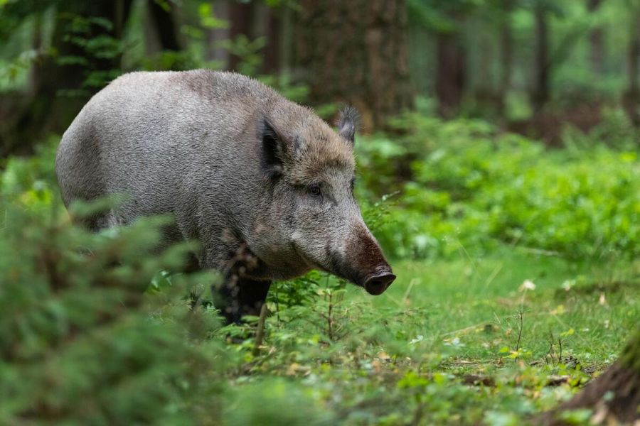 Jagdverbände kritisieren den Einsatz von Saufängen in Hamburg. (Quelle: Grell/DJV)