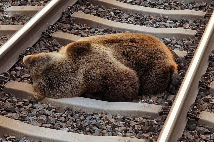 Der tote Bär auf den Schienen (Foto: Land Salzburg/Salzburger Jägerschaft)