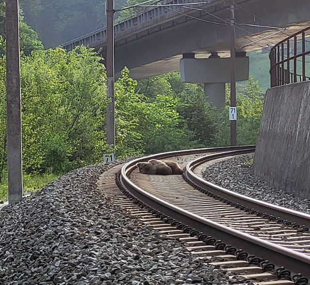 Ein Bär wurde heute 23.05.2023 in den Morgenstunden zwischen Schwarzach und Lend auf der ÖBB-Strecke der Tauernbahn von einem Zug erfasst und dabei getötet. Der Zusammenstoß mit dem Tier wurde vom Lokführer der Polizei gemeldet. (Foto: Land Salzburg/Salzburger Jägerschaft) 