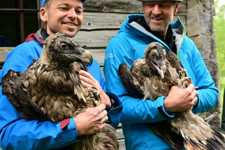 Toni Wegscheider, LBV-Barteigeierexperte und Projektleiter, mit Bartgeier Sisi. Neben ihm Christian Willeitner, Nationalpark-Revierjagdmeister, mit Bartgeier Nepomuk. (Bildquelle: Landesbund für Vogelschutz in Bayern (LBV) e. V. /Fotograf: Hansruedi Weyrich)