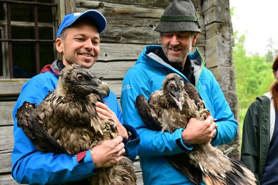 Toni Wegscheider, LBV-Barteigeierexperte und Projektleiter, mit Bartgeier Sisi. Neben ihm Christian Willeitner, Nationalpark-Revierjagdmeister, mit Bartgeier Nepomuk. (Bildquelle: Landesbund für Vogelschutz in Bayern (LBV) e. V. /Fotograf: Hansruedi Weyrich)