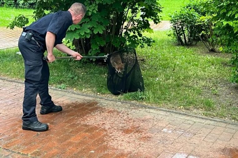 Mit einem Tier-Fangnetz konnte der verängstigt wirkende Fuchs vom einem Feuerwehrmann eingefangen werden. (Foto: Feuerwehr Hannover)