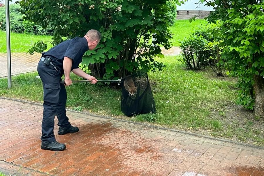 Mit einem Tier-Fangnetz konnte der verängstigt wirkende Fuchs vom einem Feuerwehrmann eingefangen werden. (Foto: Feuerwehr Hannover)