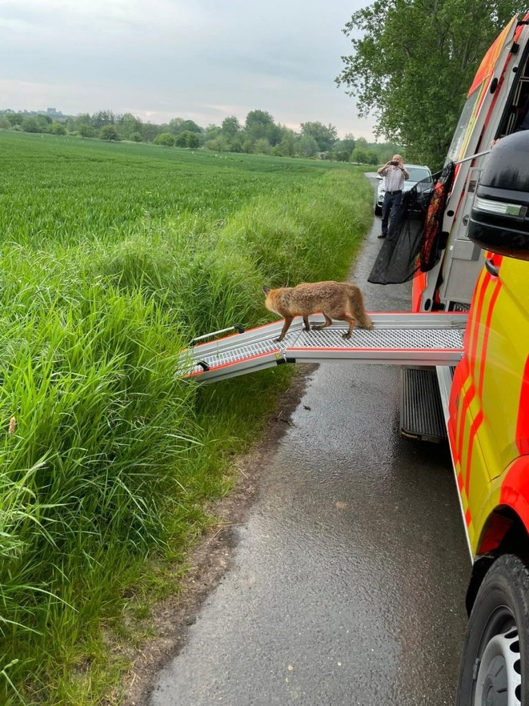 Ein „gesunder“ Fuchs hätte viel schneller das Weite gesucht als es dieses Tier hier tut. (Foto: Feuerwehr Hannover)