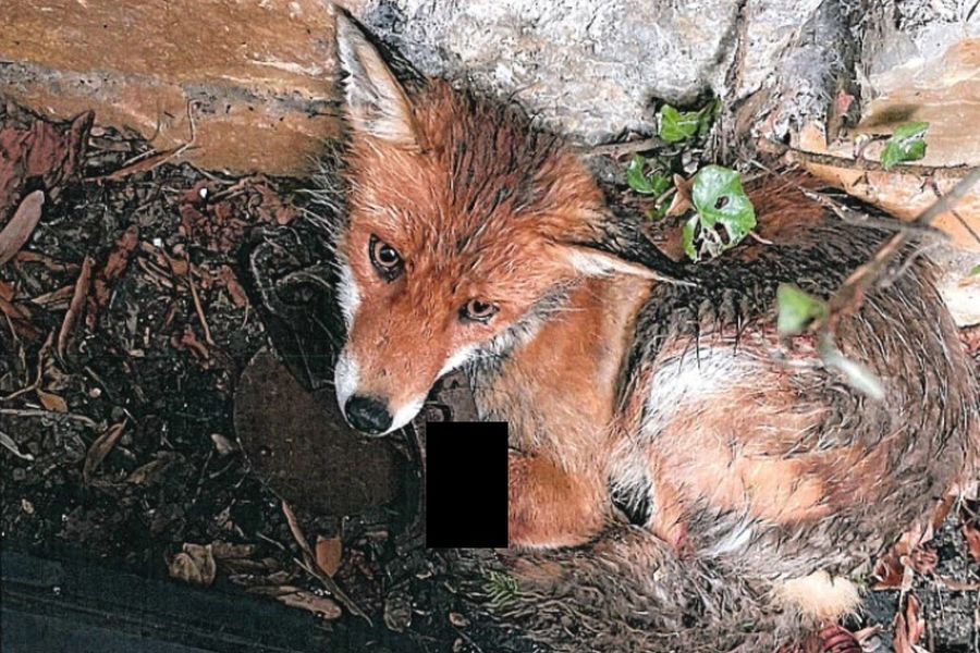 Der verletzte Fuchs, dessen Lauf noch in der falle steckt. (Foto: LPI Nordhausen)