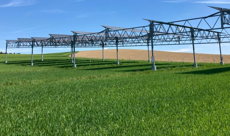 Bei Dürre sogar ertragssteigernd: Hoch aufgeständerte Agri-Photovoltaikanlagen schützen durch Beschattung. (Bildquelle: Universität Hohenheim / Andreas Schweiger)
