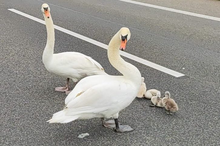 Die Schwanenfamilie auf der Autobahn (Foto: Polizei)