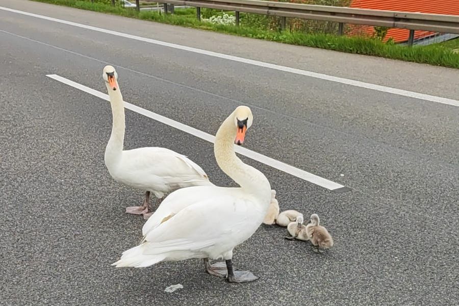 Die Schwanenfamilie auf der Autobahn (Foto: Polizei)