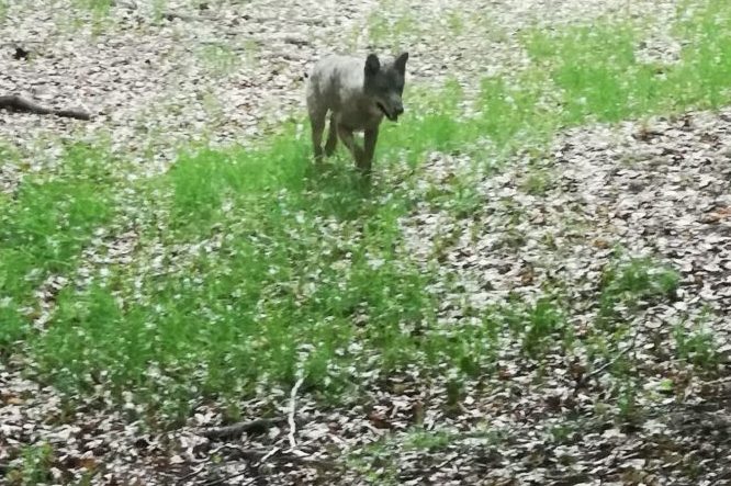 Dieses sowie ein weiteres Foto eines Wolfes aus dem Nationalpark Hunsrück-Hochwald wurde vom Koordinationszentrum Luchs und Wolf Rheinland-Pfalz als C1-Nachweis eingestuft. (Foto: Karten Bak)