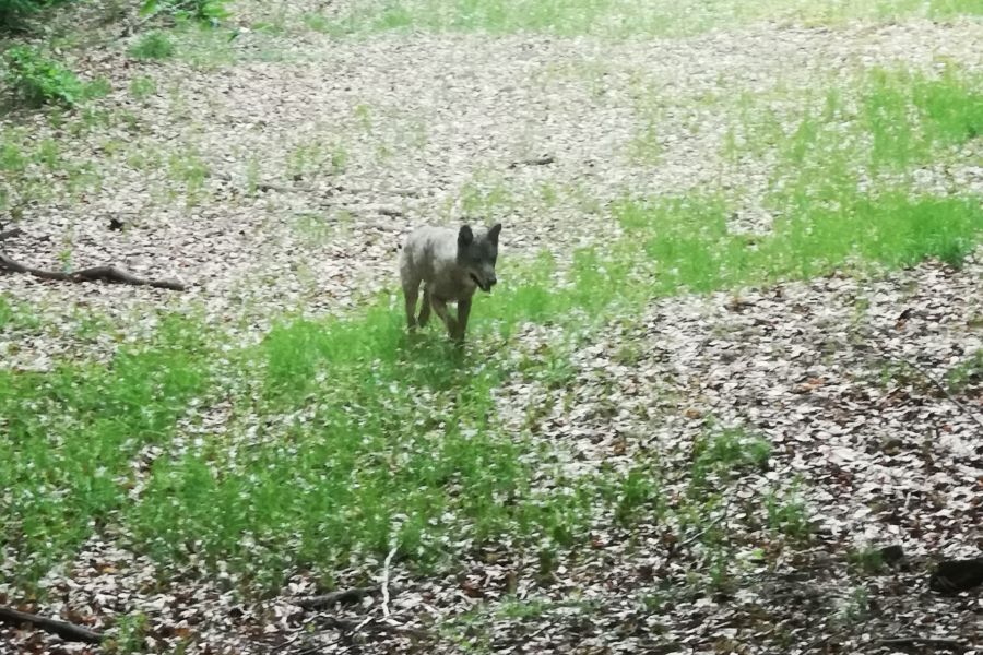 Dieses sowie ein weiteres Foto eines Wolfes aus dem Nationalpark Hunsrück-Hochwald wurde vom Koordinationszentrum Luchs und Wolf Rheinland-Pfalz als C1-Nachweis eingestuft. (Foto: Karten Bak)