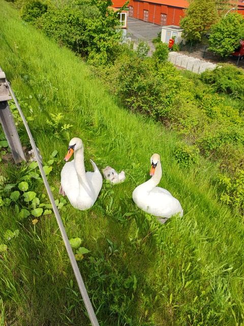 Die Schwanenfamilie neben der Autobahn (Foto: Polizei)