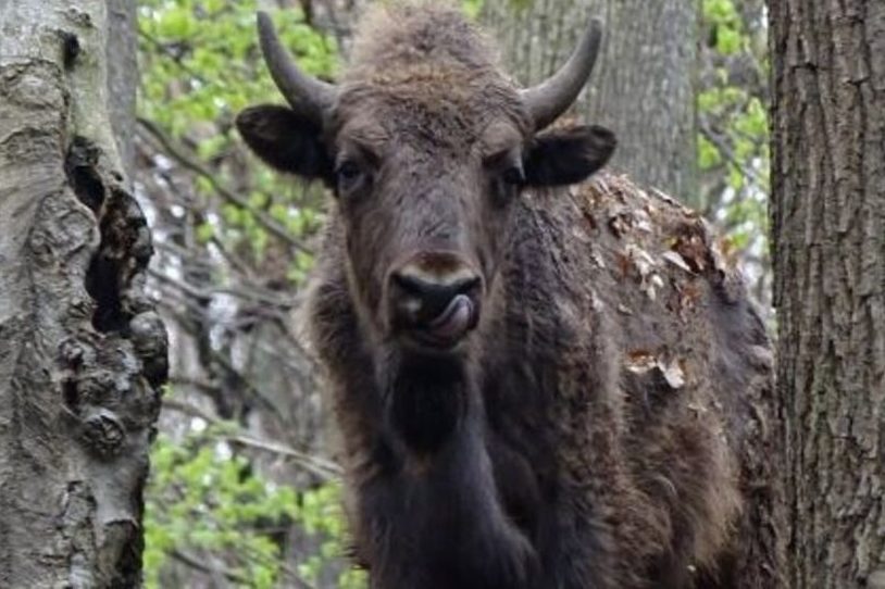 Wisent im Wisentwald Hardehausen (Foto: Jan Preller, Wald und Holz NRW)
