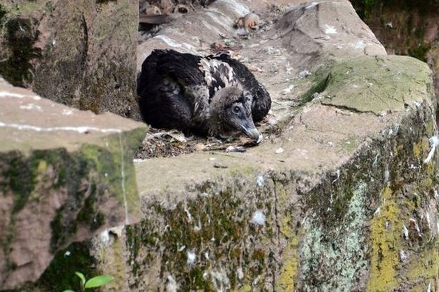 Der junge Adoptiv-Bartgeier neben seinem Nest im Tiergarten Nürnberg. (Foto: Tiergarten Nürnberg/ Luisa Rauenbusch)