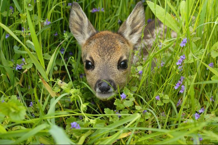 Ein Rehkitz, das auf einer Wiese liegt und von dem nur das kleine Haupt aus dem hohen Gras hervorschaut. (Symbolbild: iStock/Anagramm)
