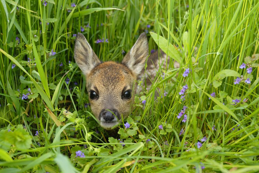 Ein Rehkitz, das auf einer Wiese liegt und von dem nur das kleine Haupt aus dem hohen Gras hervorschaut. (Symbolbild: iStock/Anagramm)