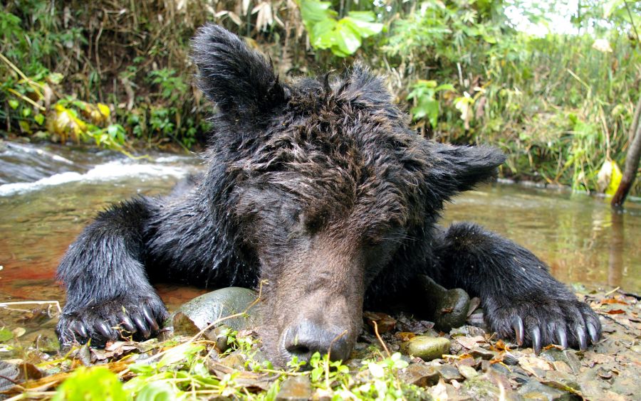Ein toter Bär. (Symbolbild: iStock/Zvozdochka)