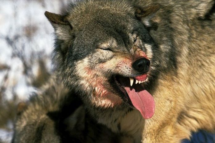 Ein Wolf streckt die Zunge raus und fletscht die Zähne. (Symbolbild: slowmotiongli)