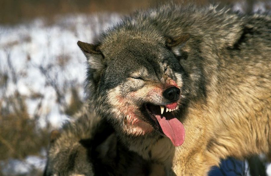 Ein Wolf streckt die Zunge raus und fletscht die Zähne. (Symbolbild: slowmotiongli) 