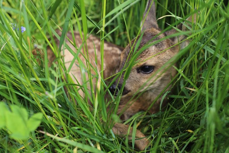 BMEL setzt Drohnenförderung zur Wildtierrettung fort