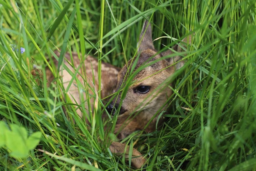 Rehkitzrettung vor dem Mähen in Oberbayern. (Foto: iStock/Sophie Linckersdorff)
