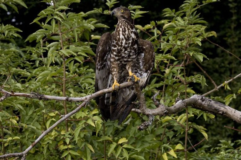 Ein Wespenbussard, der auf einem Ast sitzt. (Symbolbild: iStock/slowmotiongli)
