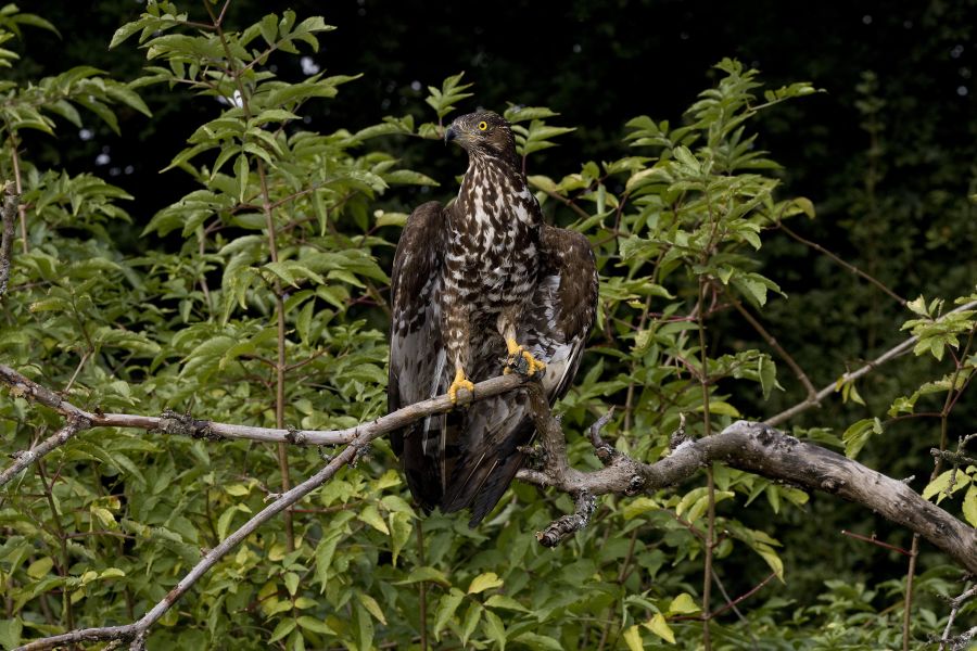 Ein Wespenbussard, der auf einem Ast sitzt. (Symbolbild: iStock/slowmotiongli)