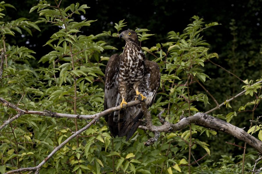 Ein Wespenbussard, der auf einem Ast sitzt. (Symbolbild: iStock/slowmotiongli) 