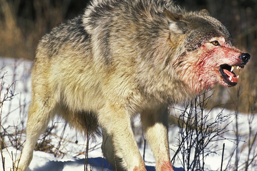 Ein Wolf mit blutigem Fell. (Symbolbild: iStock/slowmotiongli)