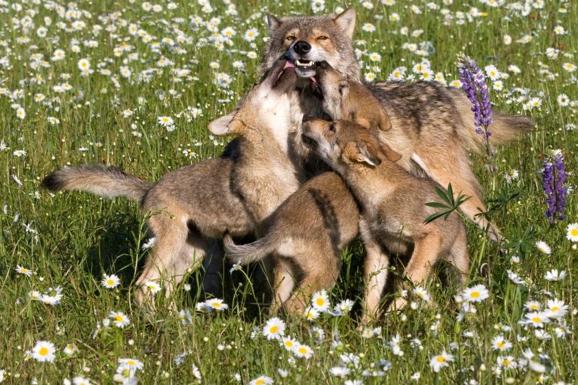 Eine Wölfin mit drei Wolfswelpen. (Symbolbild: iStock/dssimages)